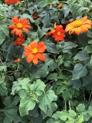 Tithonia rotundifolia