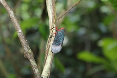 Kalidasa lanata