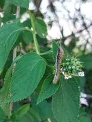 Neorthacris