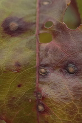 Wilsonomyces carpophilus