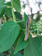 Neorthacris