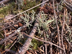 Cladonia squamosa