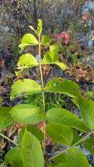 Fraxinus nigra