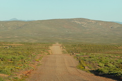 Mesembryanthemum barklyi