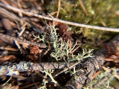 Cladonia squamosa