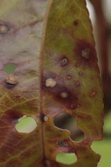 Wilsonomyces carpophilus