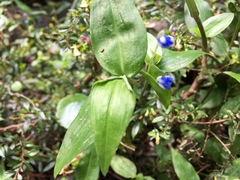 Commelina