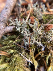 Cladonia squamosa