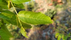 Fraxinus nigra