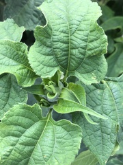 Tithonia rotundifolia