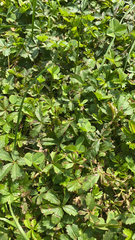 Potentilla reptans
