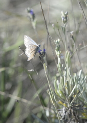 Polyommatus hispana