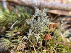 Cladonia squamosa