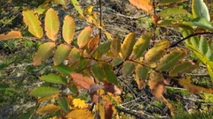 Sorbus decora
