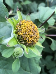 Tithonia rotundifolia