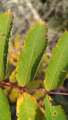 Sorbus decora