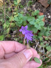 Campanula rapunculoides