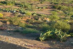 Mesembryanthemum barklyi