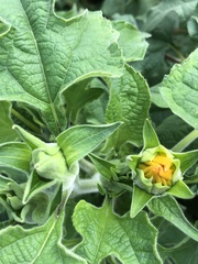 Tithonia rotundifolia