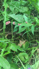 Persicaria longiseta