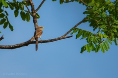 Lanius corvinus corvinus