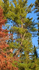 Pinus banksiana