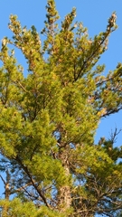 Pinus banksiana