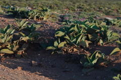 Mesembryanthemum barklyi