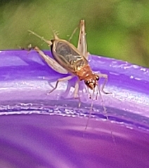 Anaxipha exigua