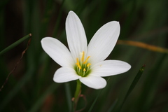Zephyranthes candida