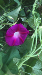Ipomoea orizabensis