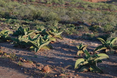 Mesembryanthemum barklyi