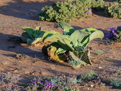 Mesembryanthemum barklyi
