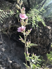 Sphaeralcea polychroma