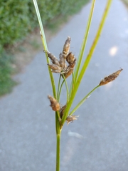 Bolboschoenus laticarpus