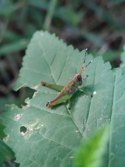 Catantopinae