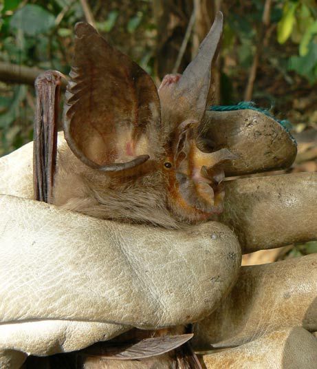 Maclaud's Horseshoe Bat