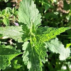 Lamium album