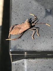 Acanthocephala terminalis