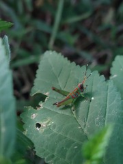 Catantopinae
