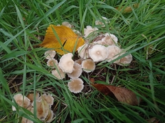 Fungi