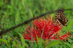Papilio demodocus demodocus