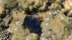Tridacna