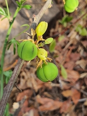Adenia glauca