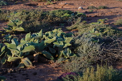 Mesembryanthemum barklyi