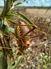 Steropleurus pseudolus