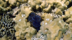Tridacna