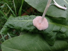 Fungi