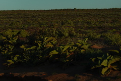Mesembryanthemum barklyi