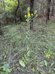 Solidago rigida glabrata